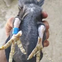 بزک سیاه سینه سفید جوجه|پرنده|گراش, |دیوار