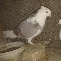 کبوتر هما|پرنده|آران و بیدگل, |دیوار