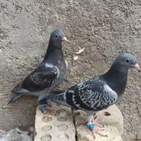 جوجه اردن|پرنده|دزفول, |دیوار