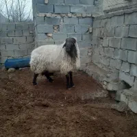 قوچ هترو ۳سال