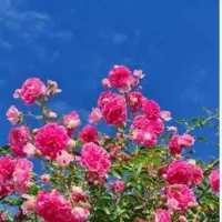 تدریس کلاس خصوصی دوره ی ابتدایی