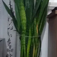 گل سانسوریا