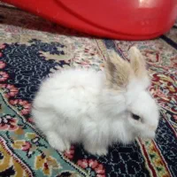 خرگوش لوپ ملوس