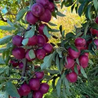 فروش ویژه نهال درجه یک مستقیم از نهالستان