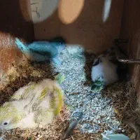 فروش راهب در رنگهای خاص وگرین چیک باعروس هلندی