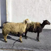 میش بره افشاری(شیشک زا اول)