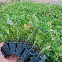نشای گوجه