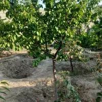 باغ و باغچه چهاردیوار مجوزدار آب برق گاز ویلا سازی