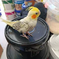 عروس هلندی تازه دونخور|پرنده|ساری, |دیوار