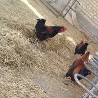 خروس محلی|پرنده|مرودشت, کناره|دیوار