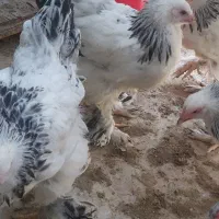 جوجه برهما اصیل 3 ماهه|حیوانات مزرعه|تهران, ستارخان|دیوار