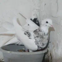 دو عدد طوقی نرماده