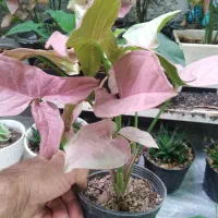 بنسای خرفه|گل و گیاه طبیعی|نیشابور, مازول|دیوار