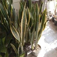 گل های آپارتمانی زیبا قیمت مناسب|گل و گیاه طبیعی|سبزوار, رضوی|دیوار