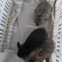 ۳عدد خرگوش فروشی بزرگ