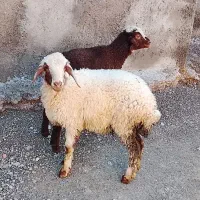 کاور بره گاو بز میش