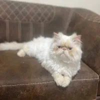 فروش گربه پرشین