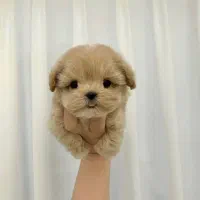 سگ های مینیاتور پاکوتاه و پشمالو واکسینه شده|سگ|خرمآباد, |دیوار