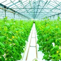 گلخانه آماده بهره‌برداری