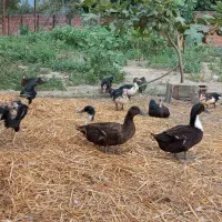 اردک پروازی ۲۳ عدد ۵،۵۰۰|حیوانات مزرعه|گلوگاه, |دیوار