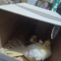 عروس هلندی یا عروس پاریس|پرنده|سوسنگرد, |دیوار