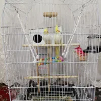 عروس هلندی جفت|پرنده|مشهد, كنويست|دیوار