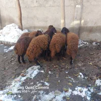 بره ماده|حیوانات مزرعه|رضویه, |دیوار