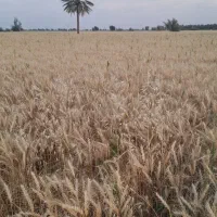 فروش بذرگندم اوکراینی|خدمات باغبانی و درختکاری|رودبار (کرمان), |دیوار