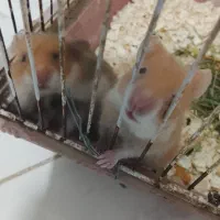 همستر نوزاد نر ماده