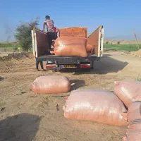 یونجه درجه 1