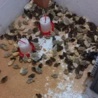 تخم بلدرچین نطفه دار درشت و جوجه