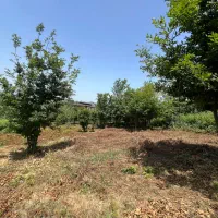زمین باغی طرح هادی(کاربری مسکونی)،واقع در اطاقور