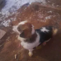 سگ پا کوتاه|سگ|اراک, |دیوار