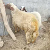 گوسفندسرحال