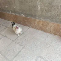 خروس برهماخونگی جوان یک ساله|حیوانات مزرعه|اصفهان, ارداجی|دیوار