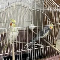 عروس هلندی|پرنده|فردیس, انبار نفت|دیوار