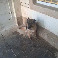 سگ ژرمن باهوش|سگ|گنبد کاووس, |دیوار