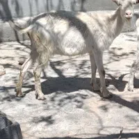 فروش بز آلپاین سانن مورسیا شیری یا معاوضه با بره