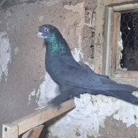 کبوتر اصفهانی بازیکن|پرنده|خمینیشهر, |دیوار