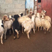فروش گوسفند|حیوانات مزرعه|ماسال, |دیوار