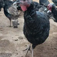 بوقلمون و برهما