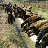 پیدا شده در جاده رنگان
