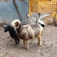 سه راس گوسفند ماده ابستن درجه یک|حیوانات مزرعه|جوانرود, |دیوار