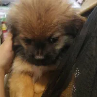 سگ سه ماه .|سگ|ری, دیلمان|دیوار