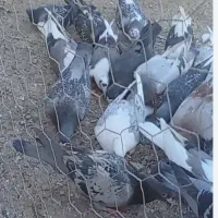 کفتر|پرنده|قهستان, |دیوار
