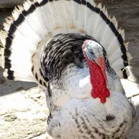 دو عدد بوقلمون محلی