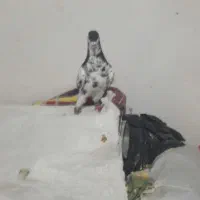 کبوتر سار