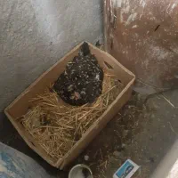 مرغ گلین با ۱۰عدد جوجه لاری طوسی