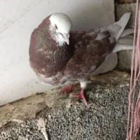 هما قرمز نر عالی