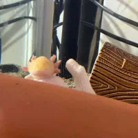 ماهی بی دندون|ماهی|شهریار, رضی آباد بالا|دیوار